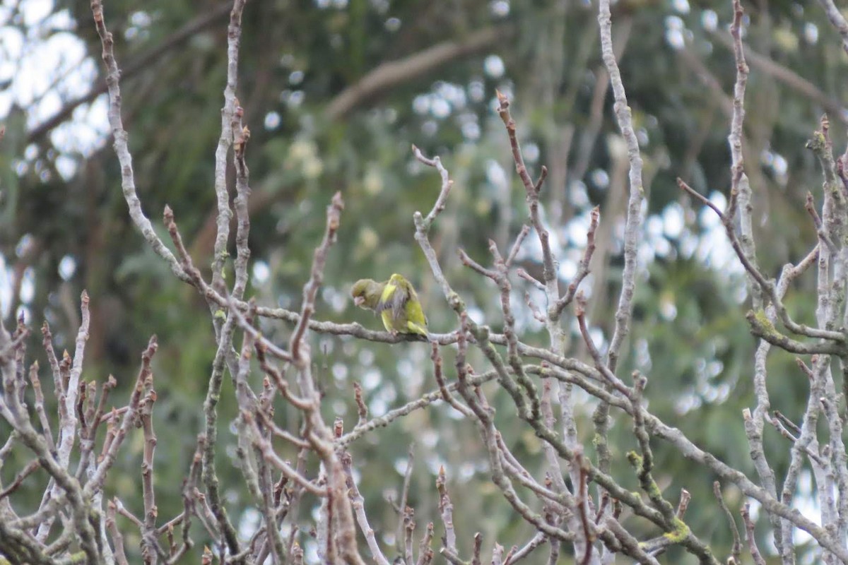 European Greenfinch - ML646463199