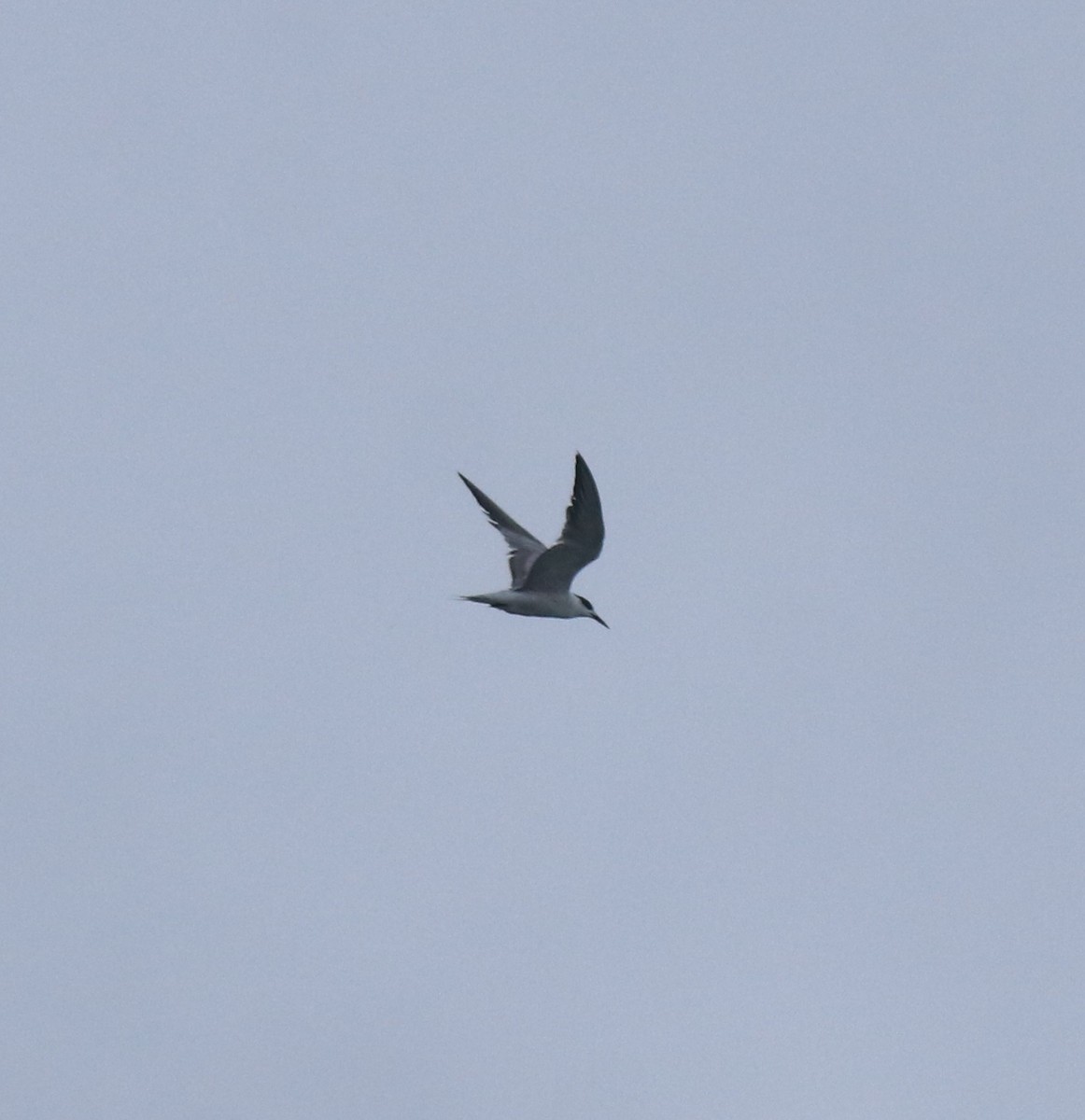 Common Tern - ML646463201