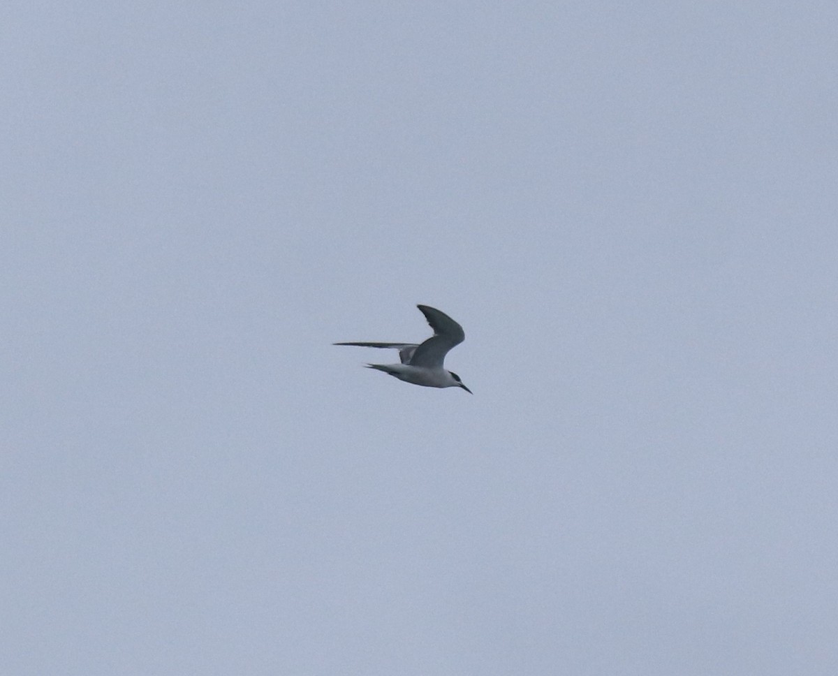 Common Tern - ML646463202