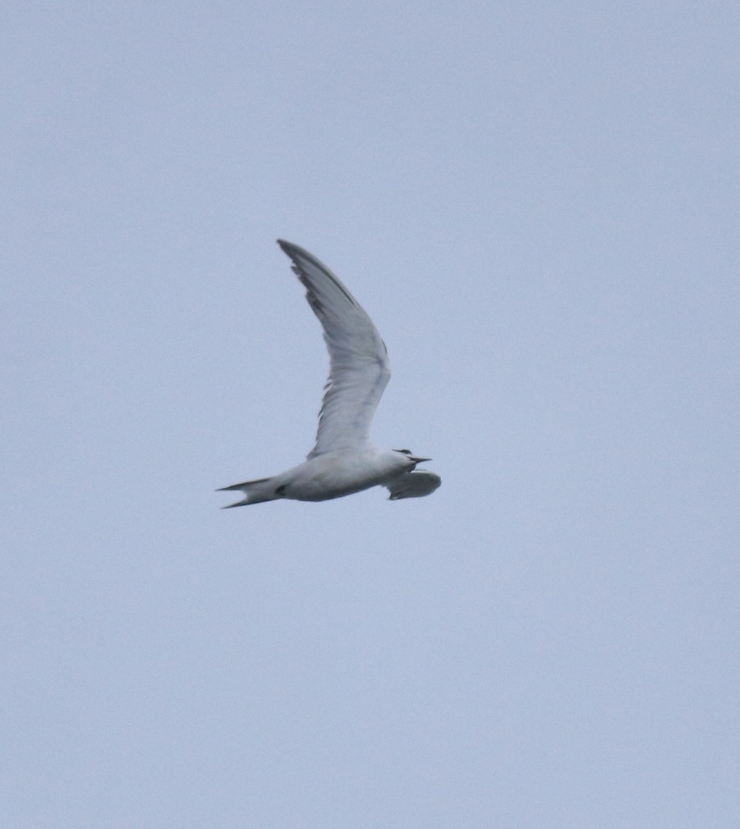 Common Tern - ML646463203