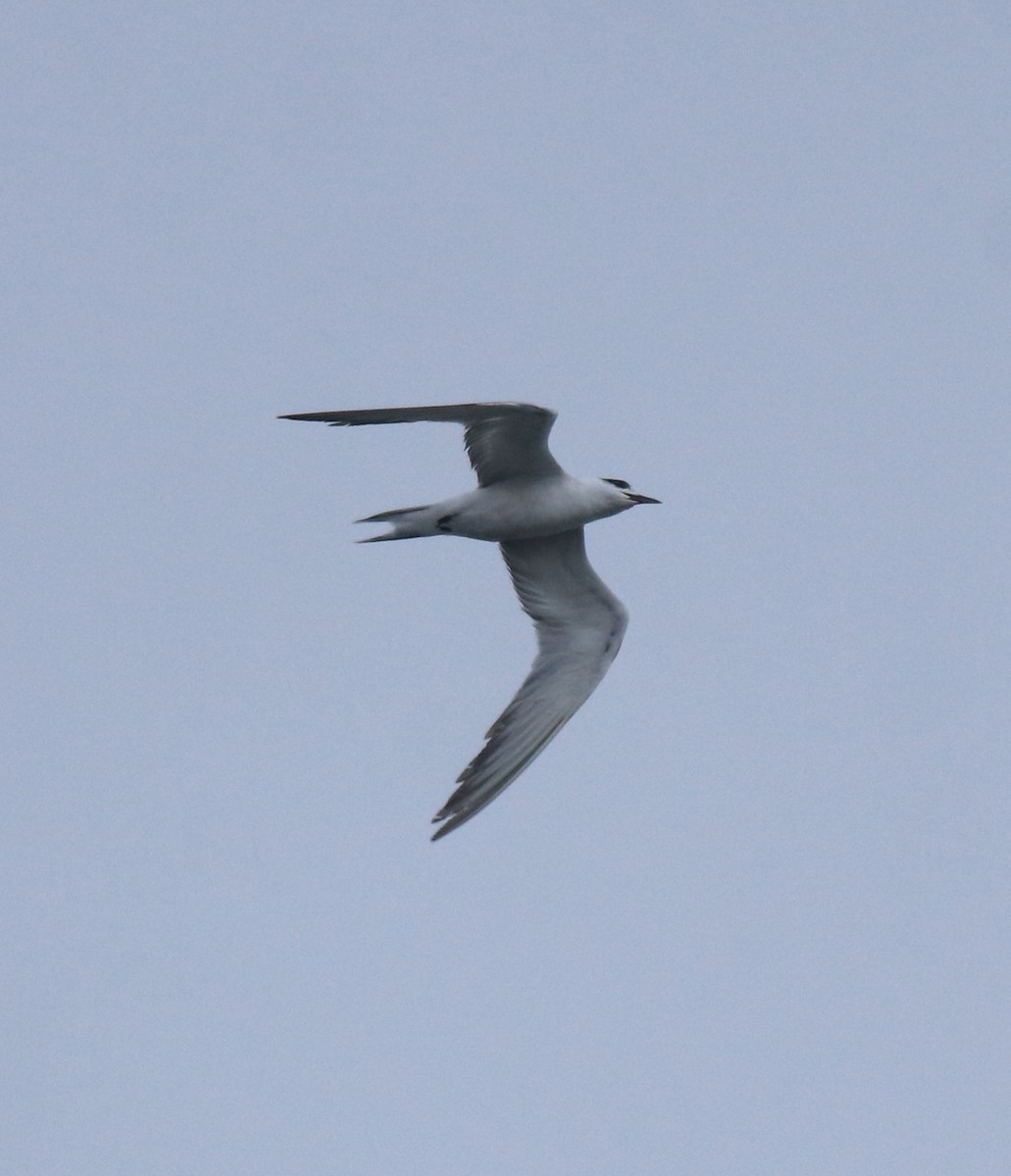 Common Tern - ML646463205