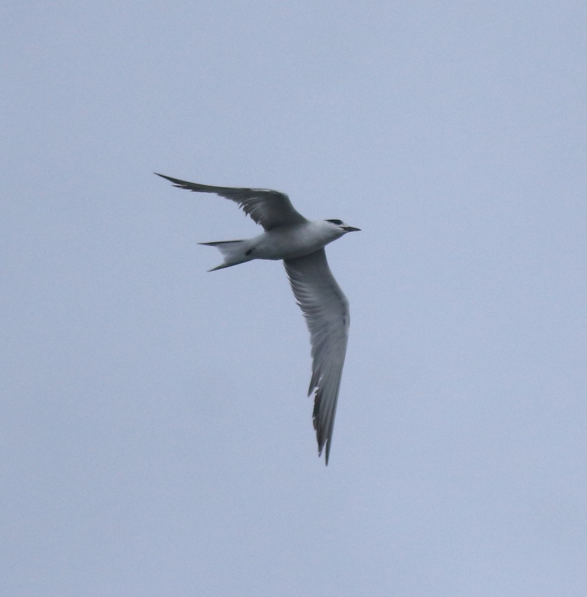 Common Tern - ML646463206