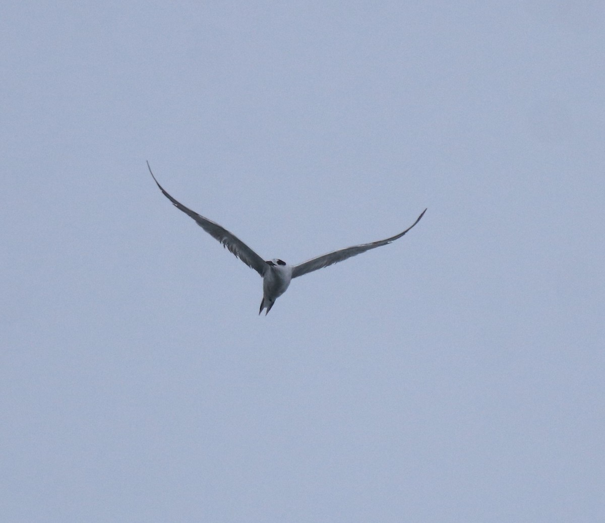 Common Tern - ML646463207