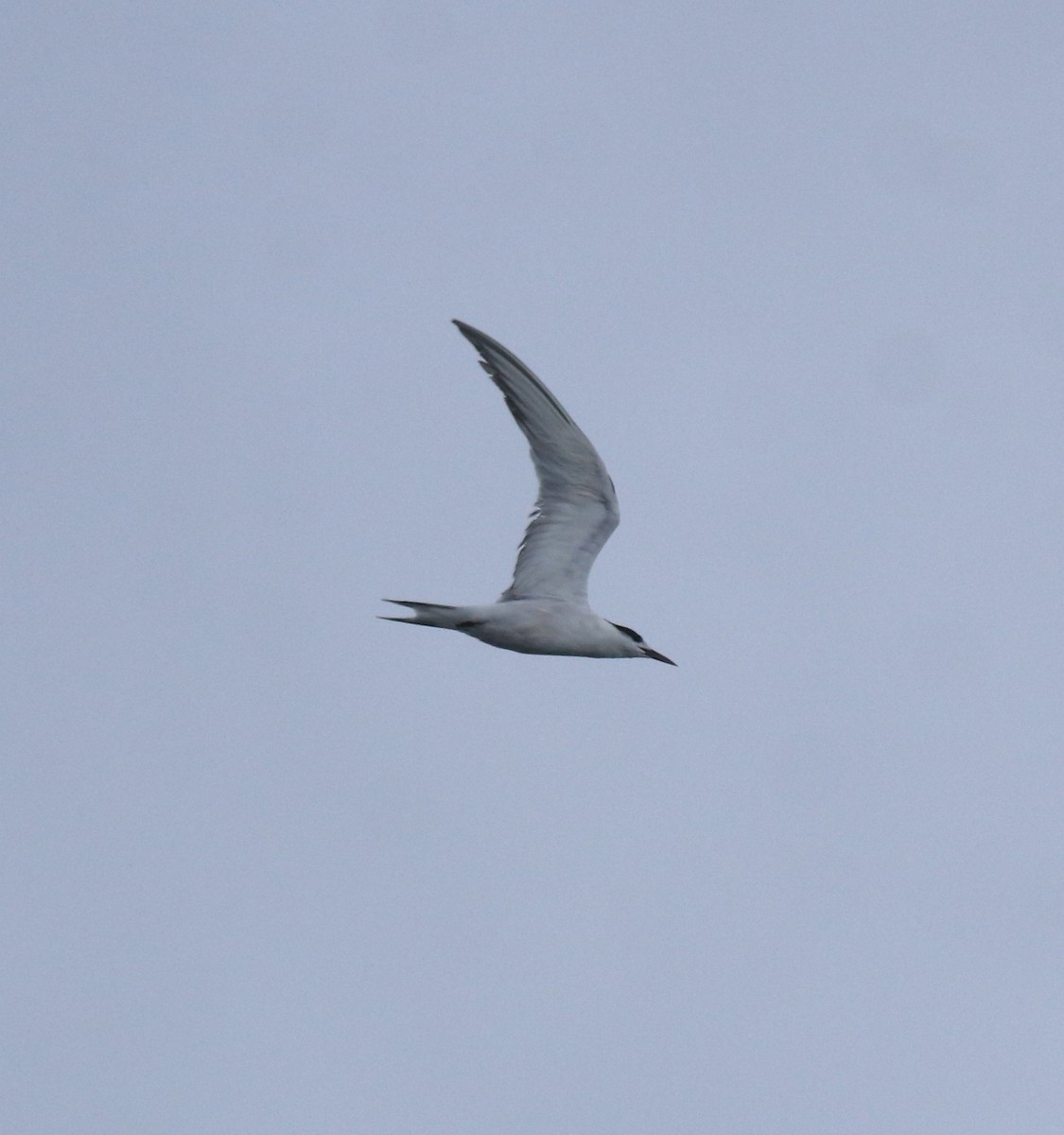 Common Tern - ML646463208