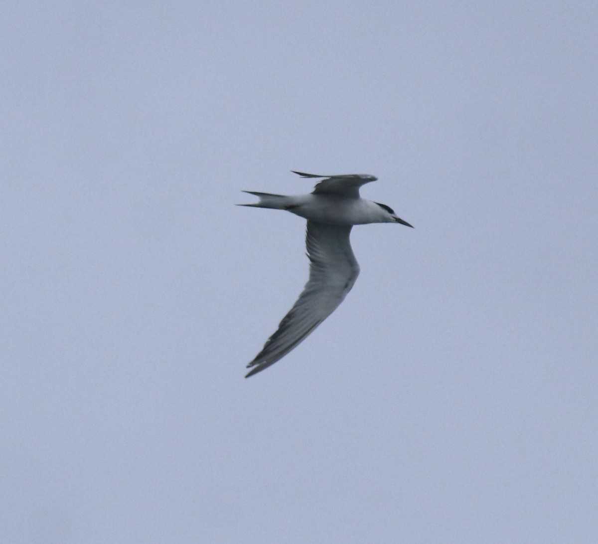 Common Tern - ML646463209