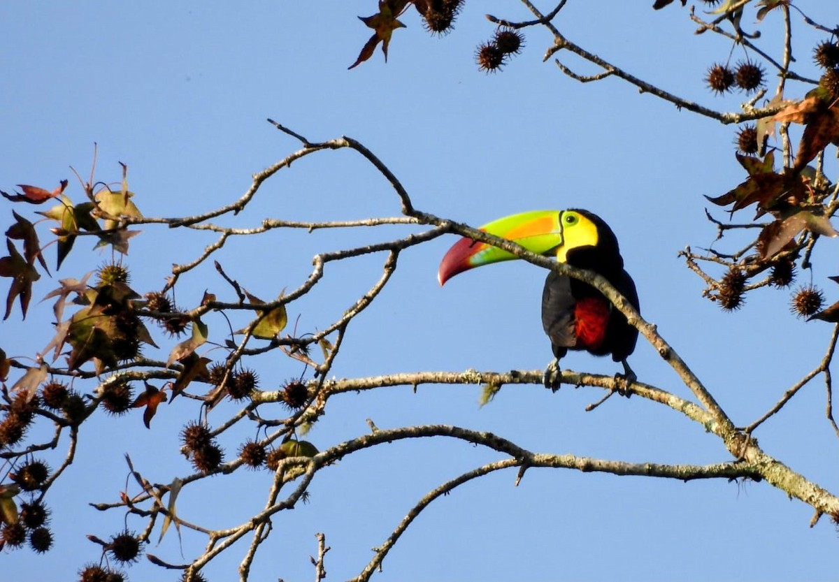 Тукан жовтогорлий - ML646463211