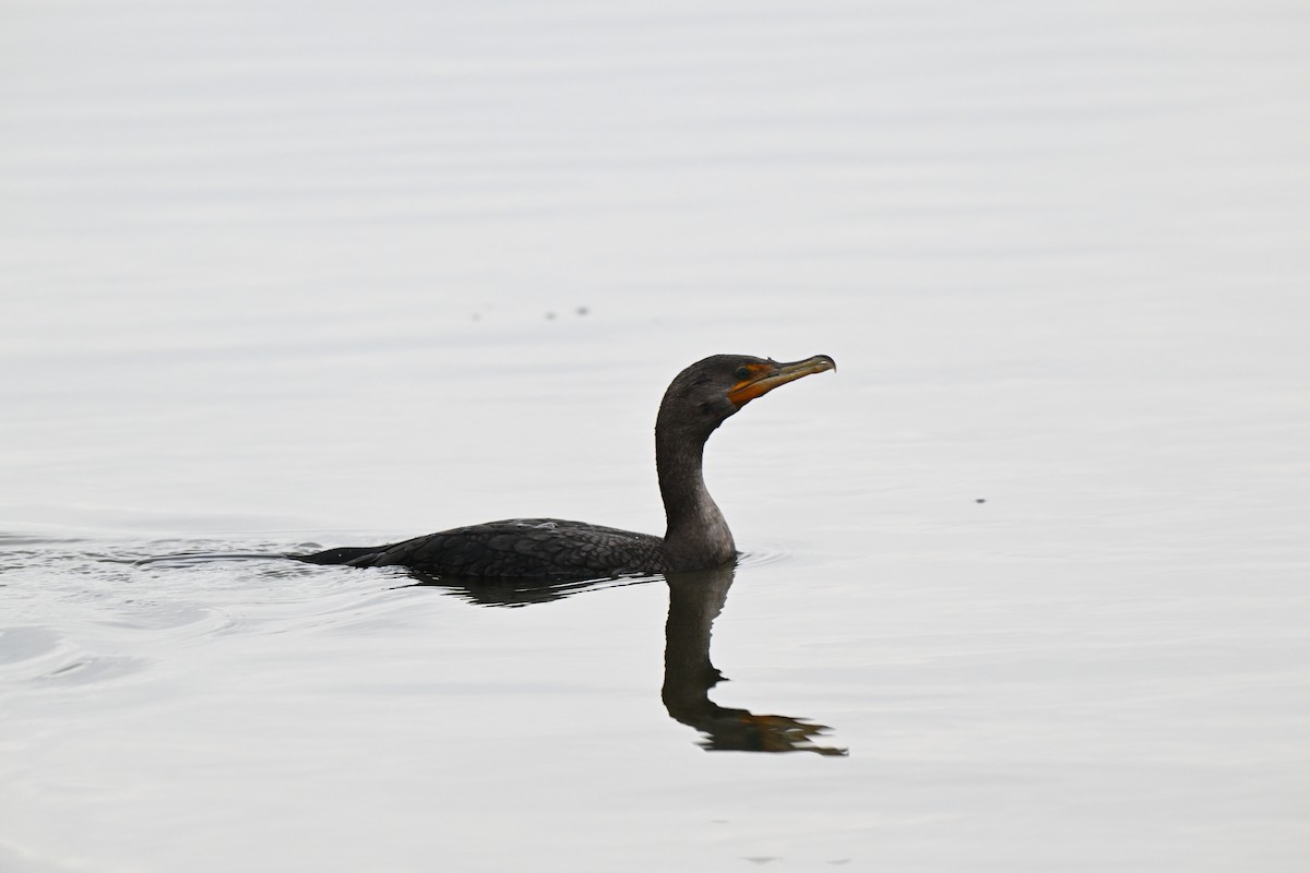 Double-crested Cormorant - ML646463216