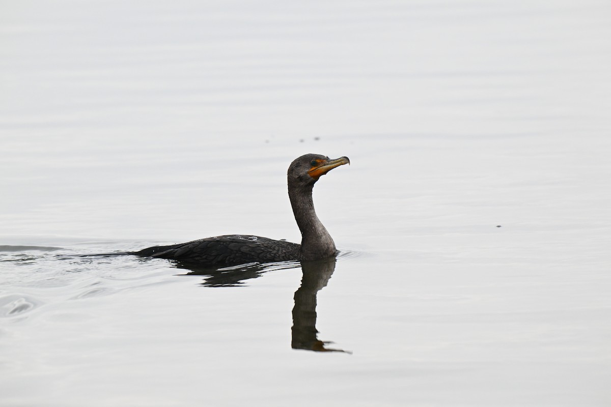 Double-crested Cormorant - ML646463217