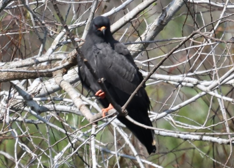 Snail Kite - ML646463218