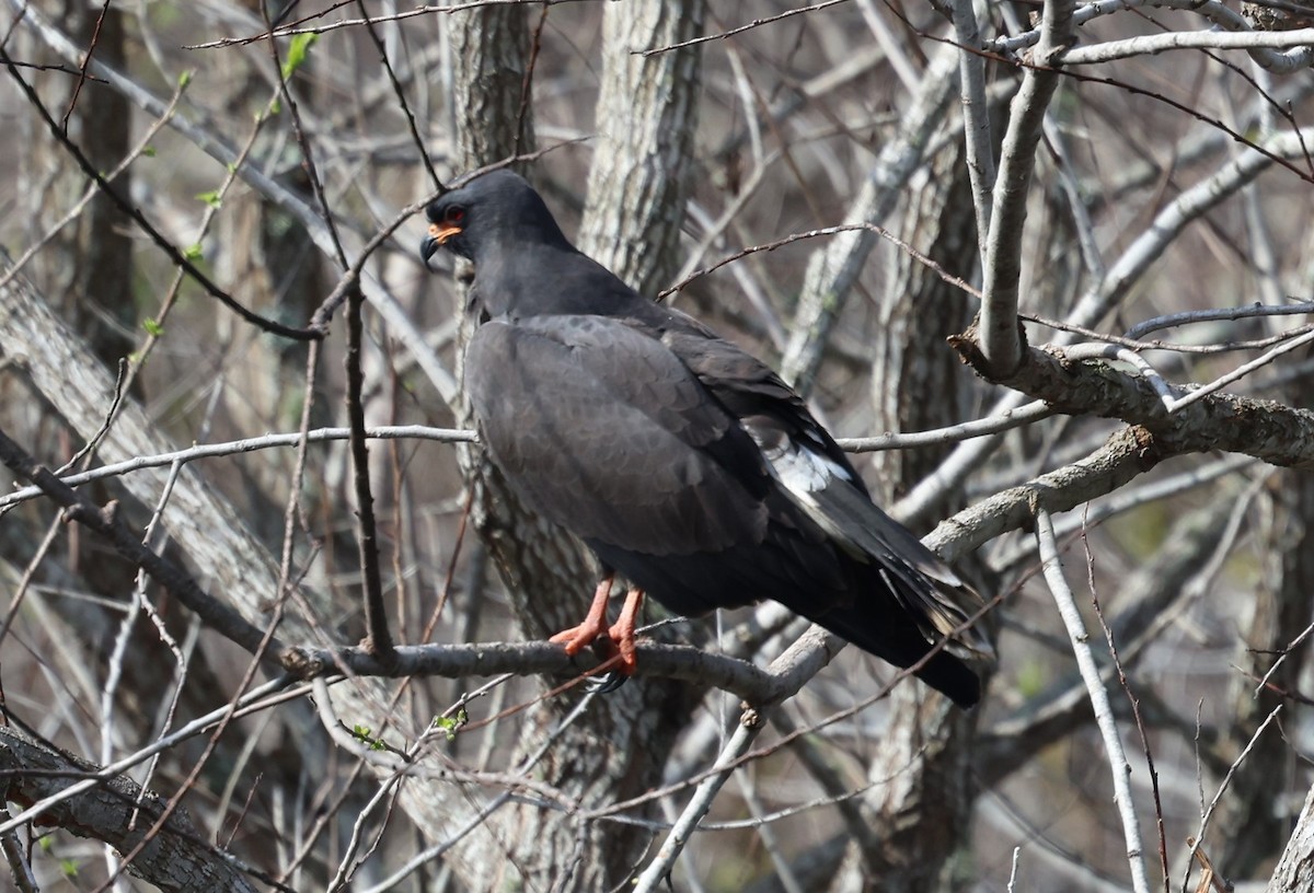 Snail Kite - ML646463219