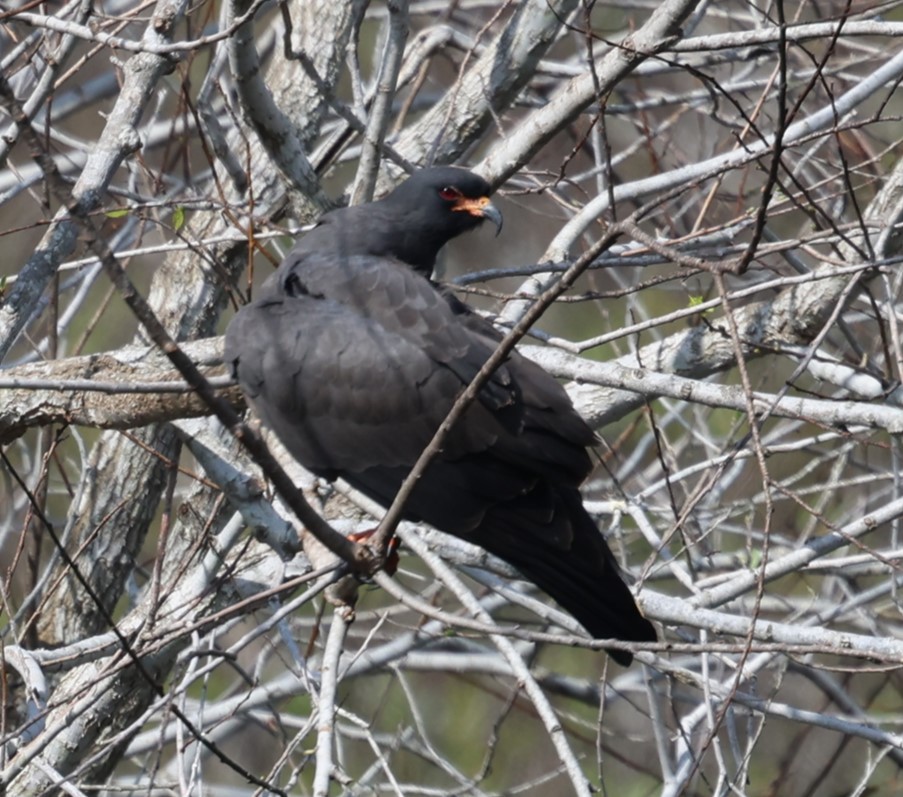 Snail Kite - ML646463220