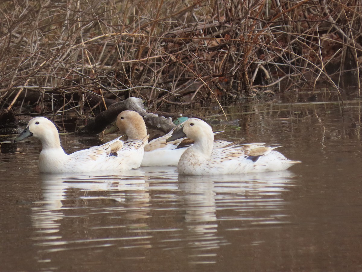 Тэжээмэл нугас - ML646463221