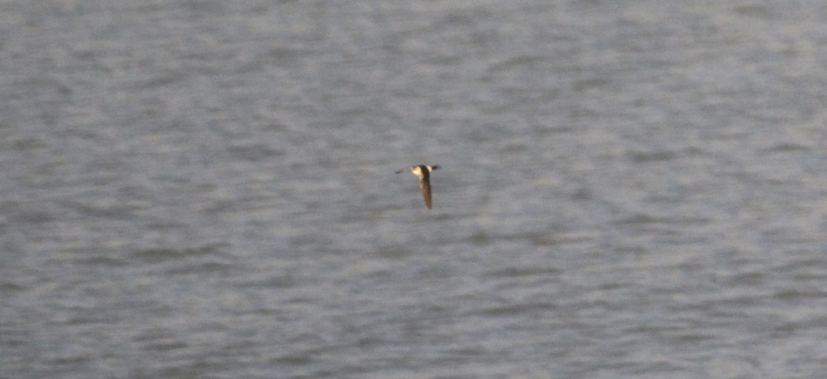 vlaštovka červenavá - ML646463222