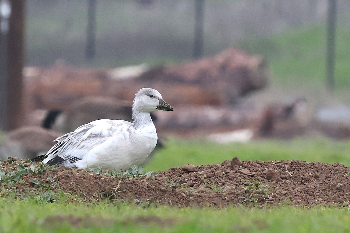 Snow Goose - ML646463223