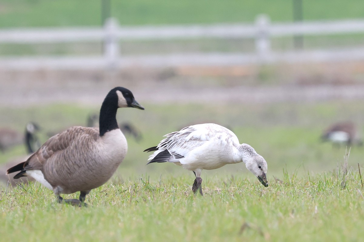 Snow Goose - ML646463224