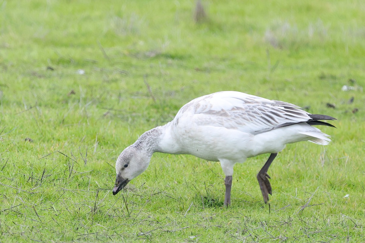 Snow Goose - ML646463225