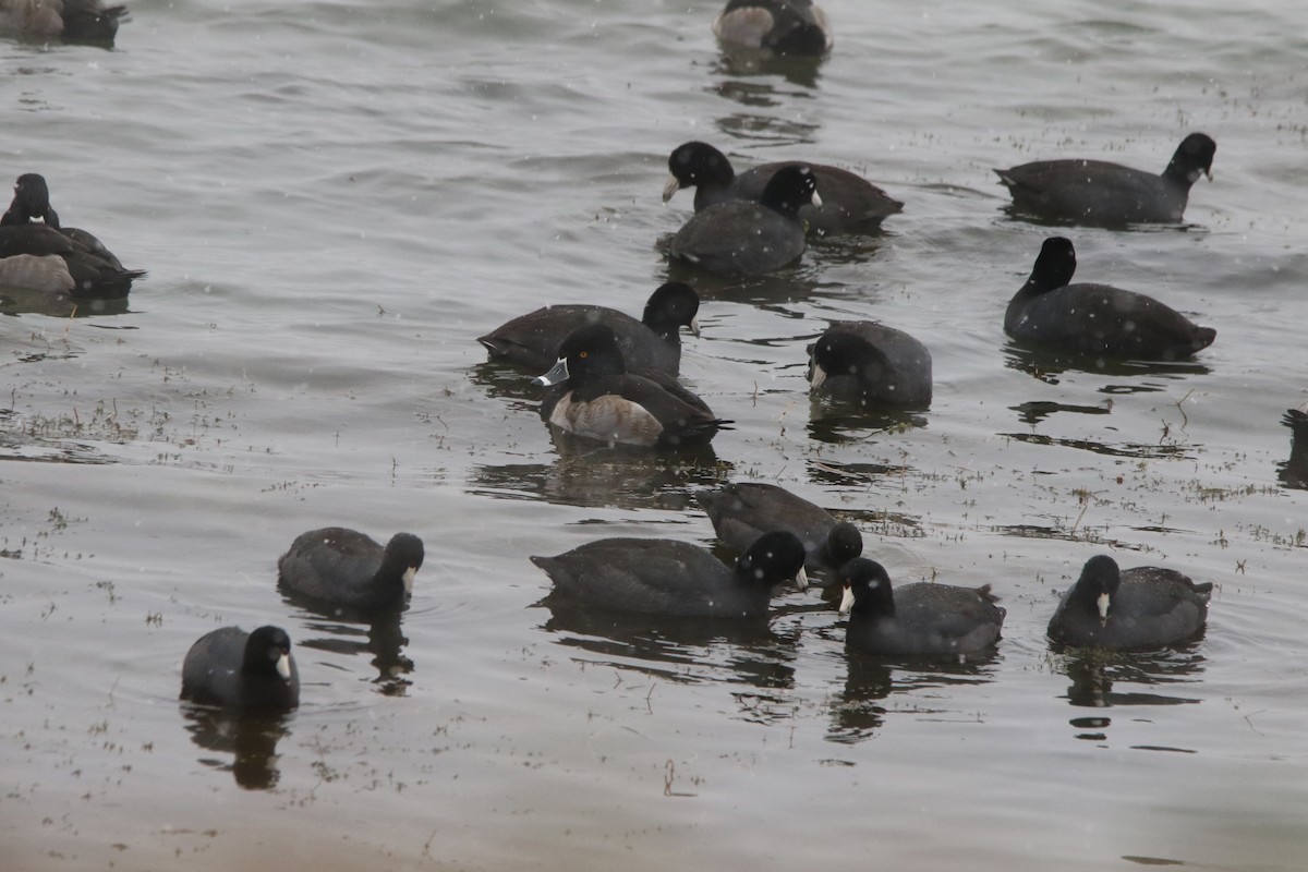 lyska americká - ML646463228