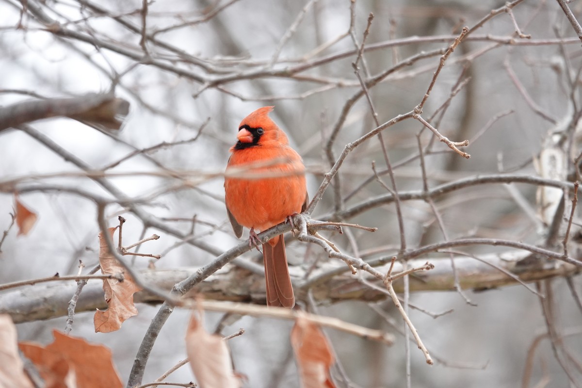 קרדינל צפוני - ML646463230