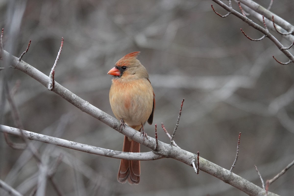 קרדינל צפוני - ML646463231