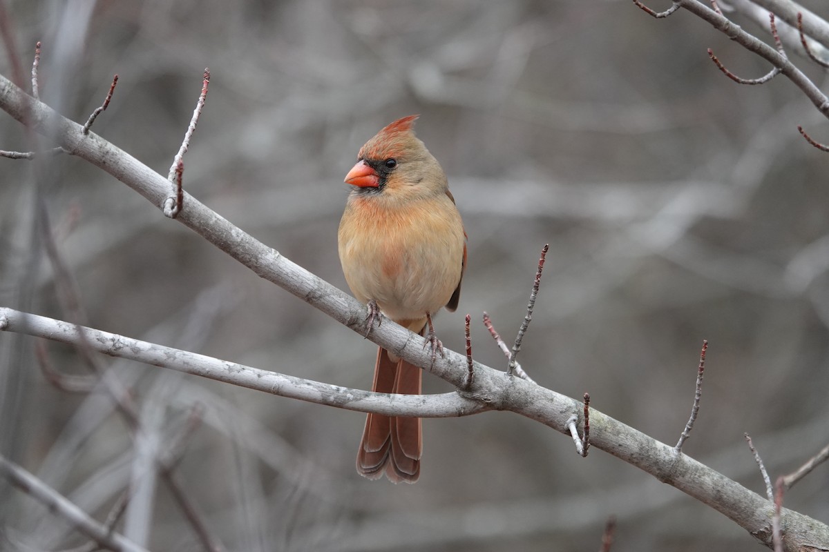קרדינל צפוני - ML646463232