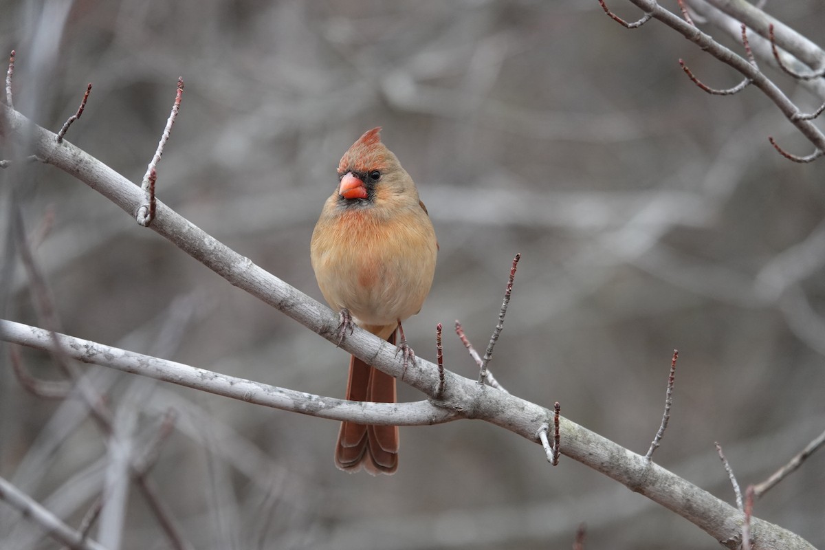 קרדינל צפוני - ML646463233