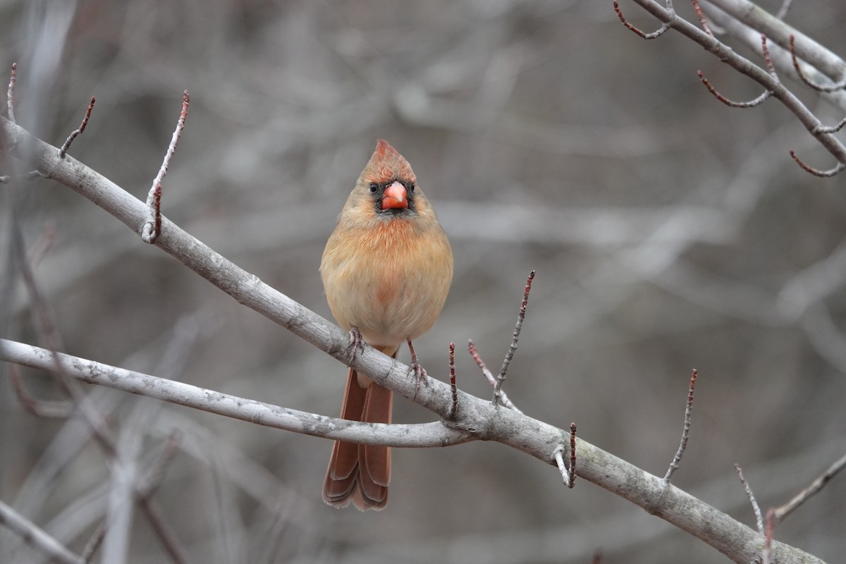 קרדינל צפוני - ML646463234