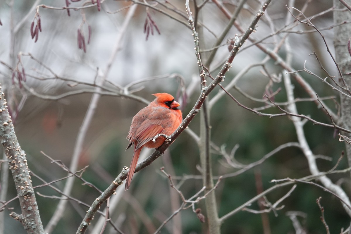 קרדינל צפוני - ML646463235