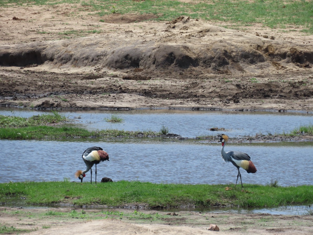 Gri Taçlı Turna - ML646463236