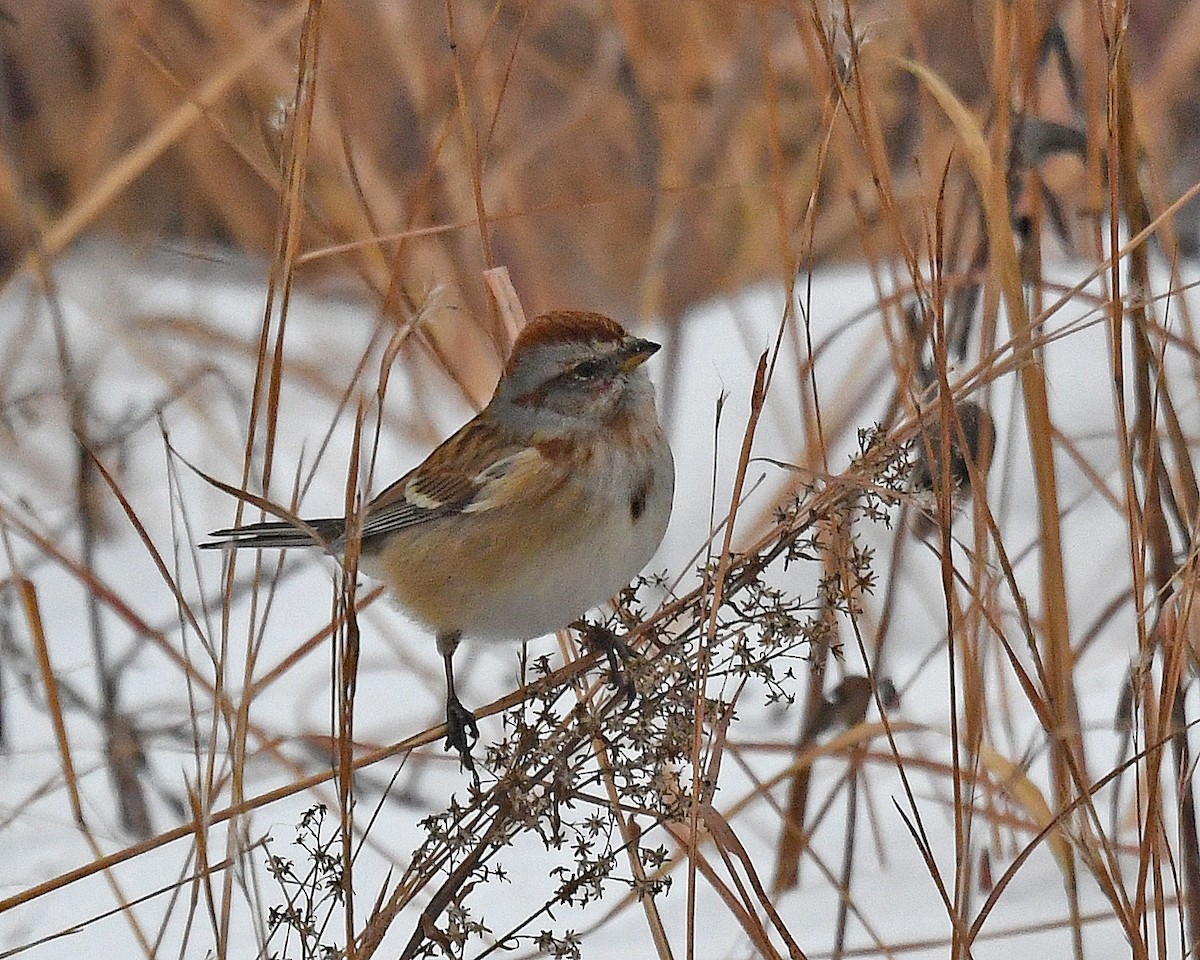 Пасовник північний - ML646463238