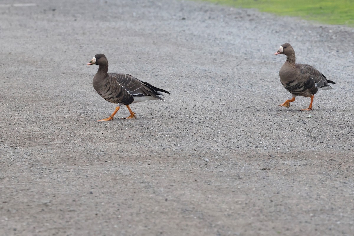 Greater White-fronted Goose - ML646463239
