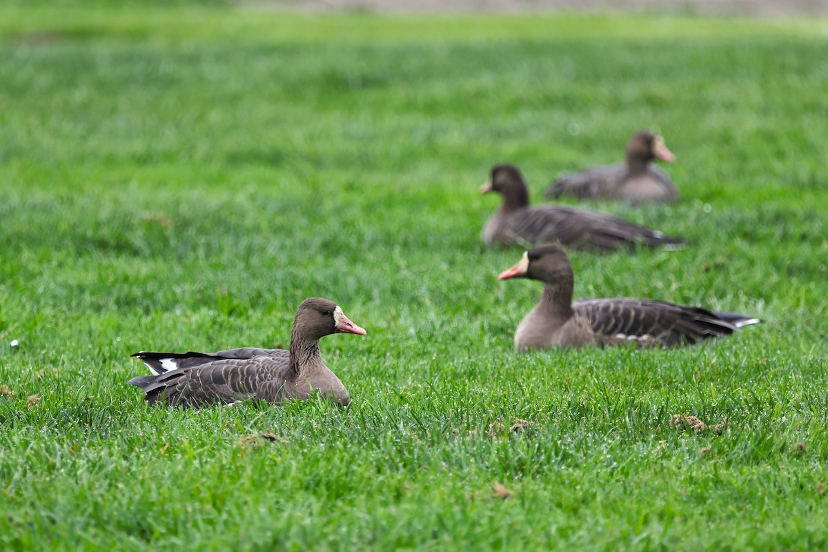 Greater White-fronted Goose - ML646463240