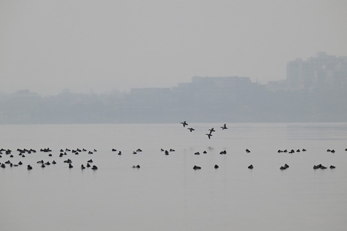 Northern Shoveler - ML646463241