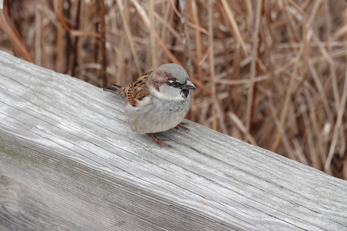 דרור הבית - ML646463248