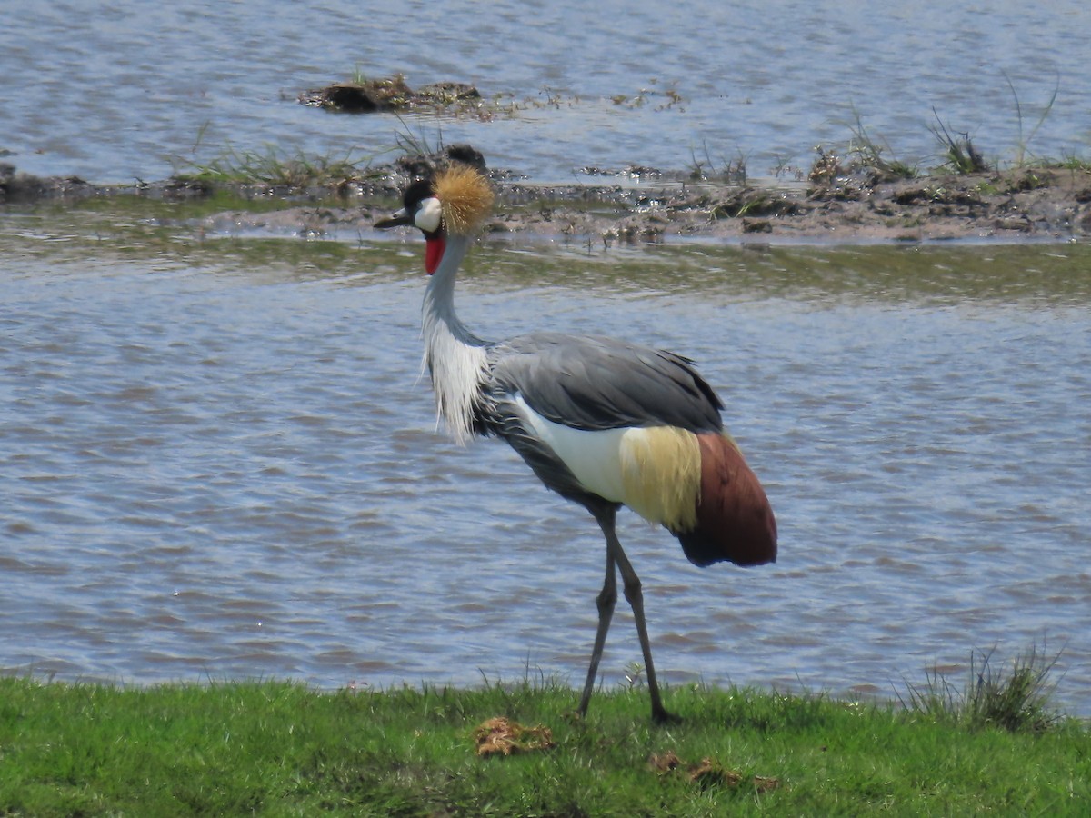 Gri Taçlı Turna - ML646463249