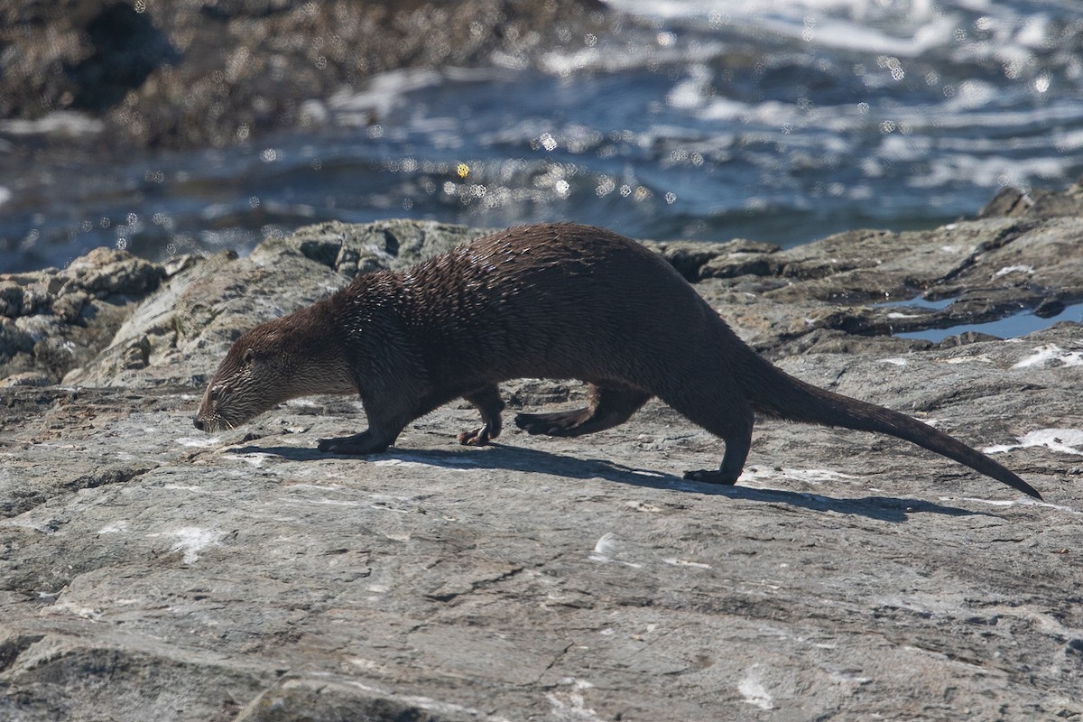 Western River Otter - ML646463250
