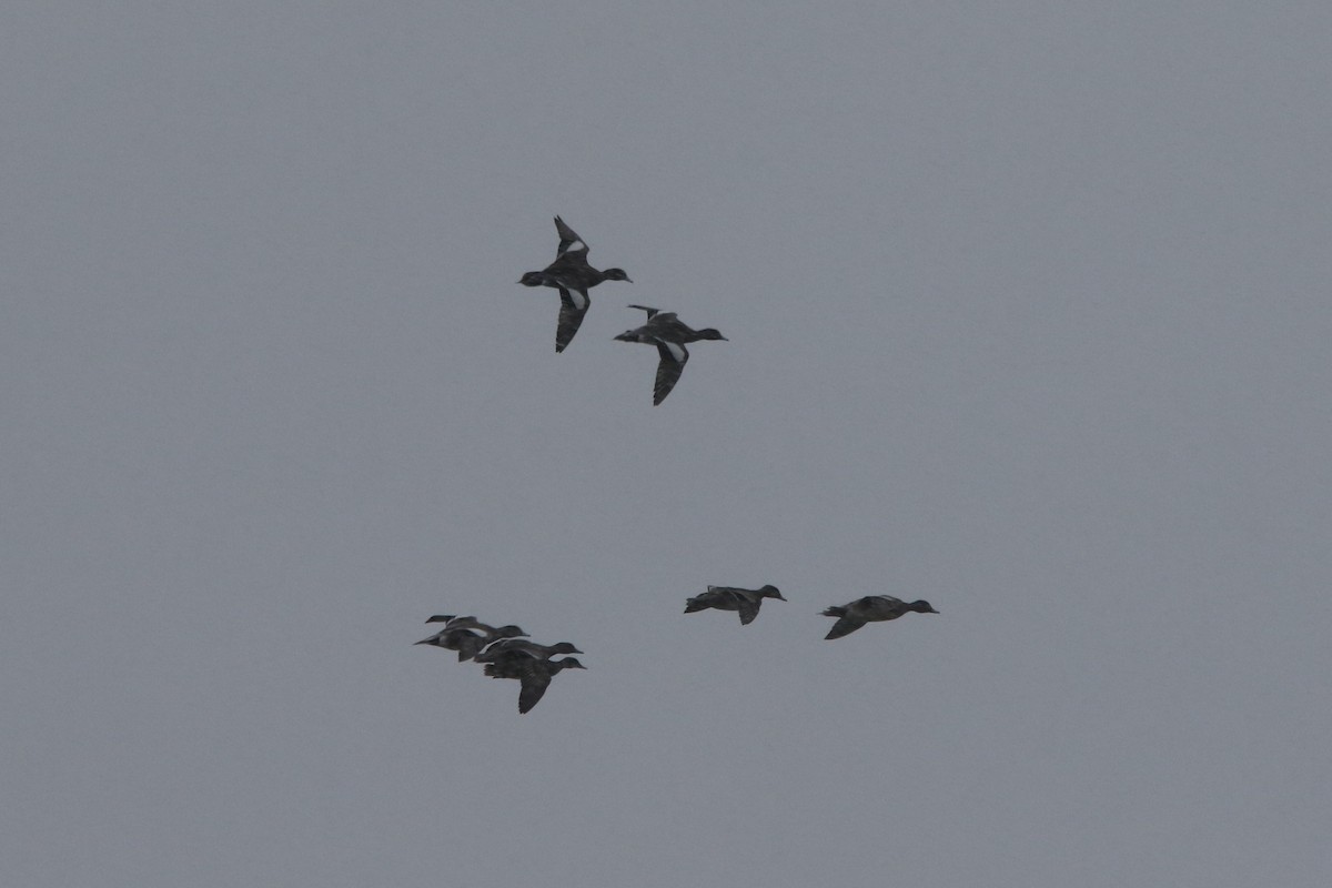 hvízdák americký - ML646463256