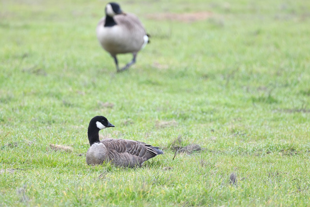 Cackling Goose - ML646463260