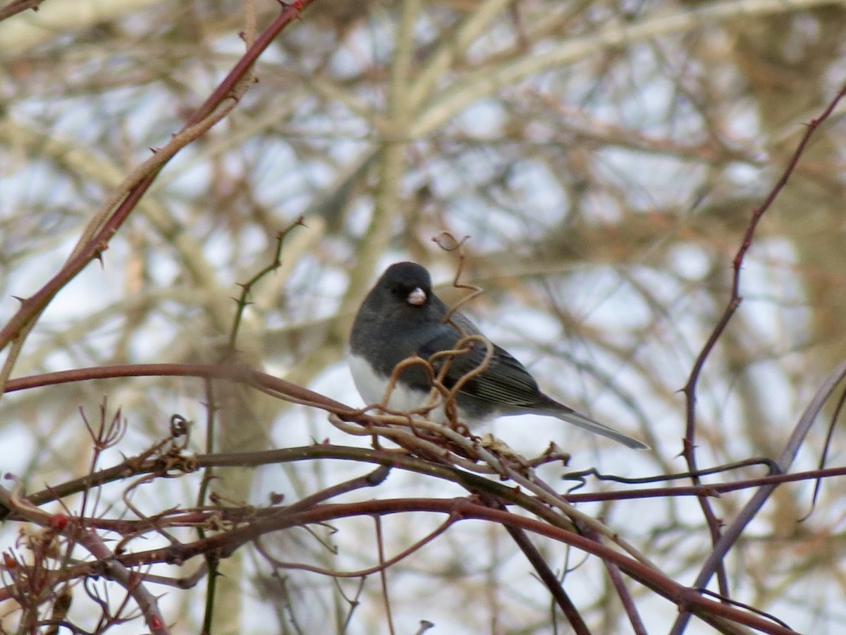 Dark-eyed Junco - ML646463266