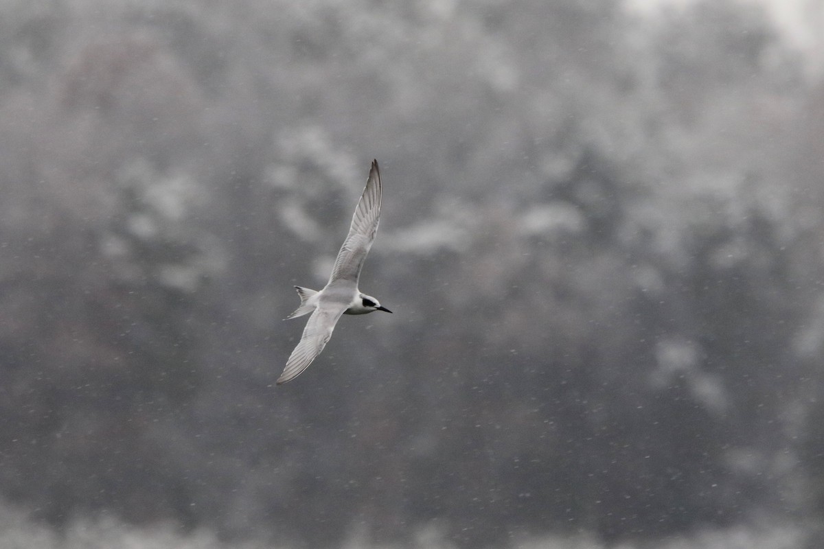 rybák severoamerický - ML646463267