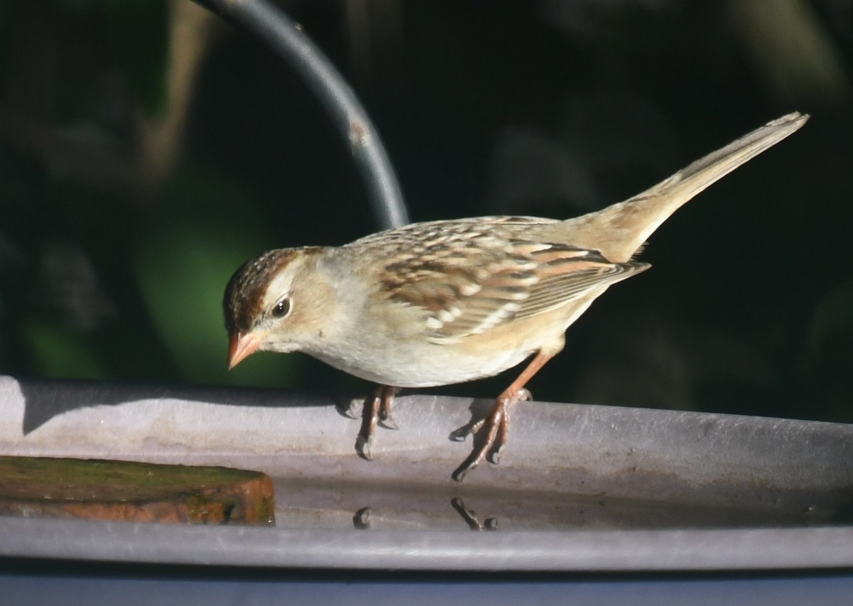 White-crowned Sparrow - ML646463268