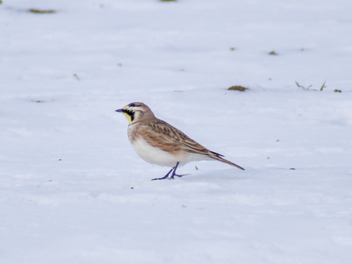 Horned Lark - ML646463275