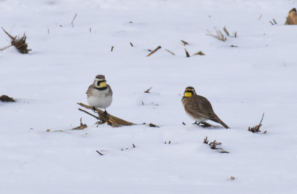 Horned Lark - ML646463276