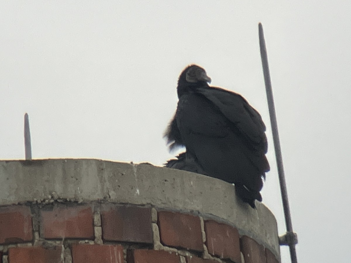 kondor havranovitý - ML646463277