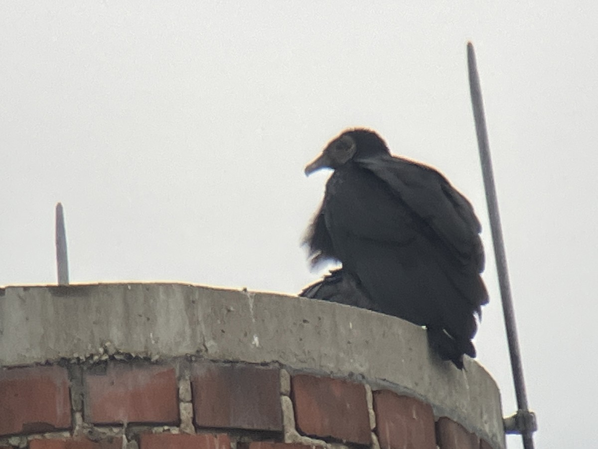 kondor havranovitý - ML646463279