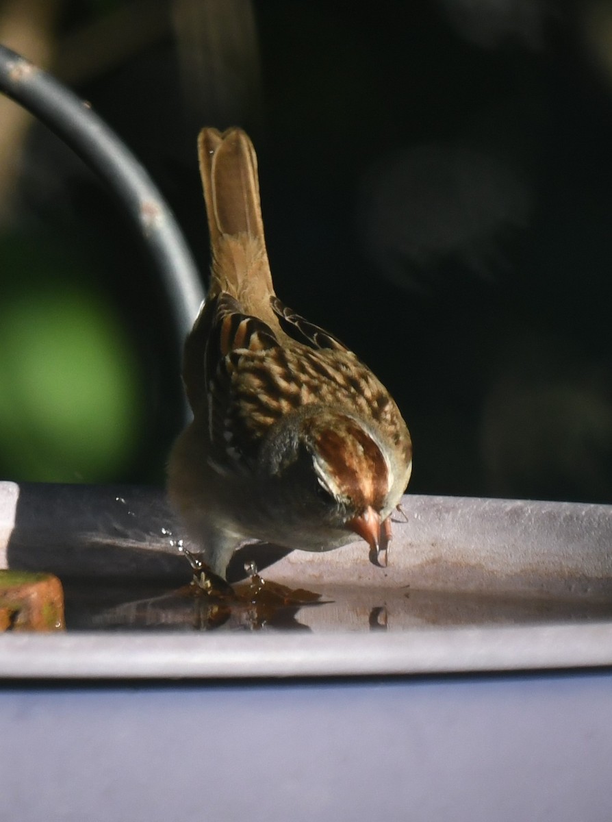 White-crowned Sparrow - ML646463280