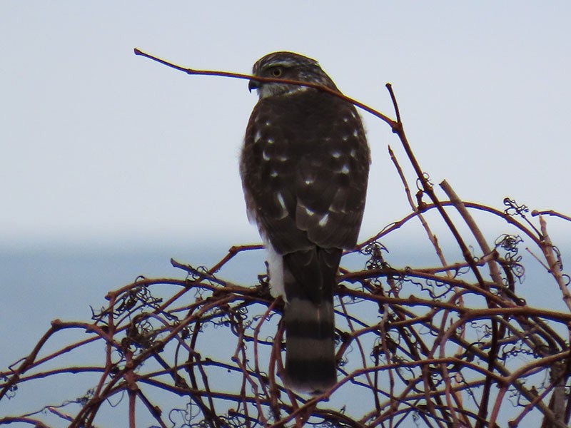 Sharp-shinned Hawk - ML646463281