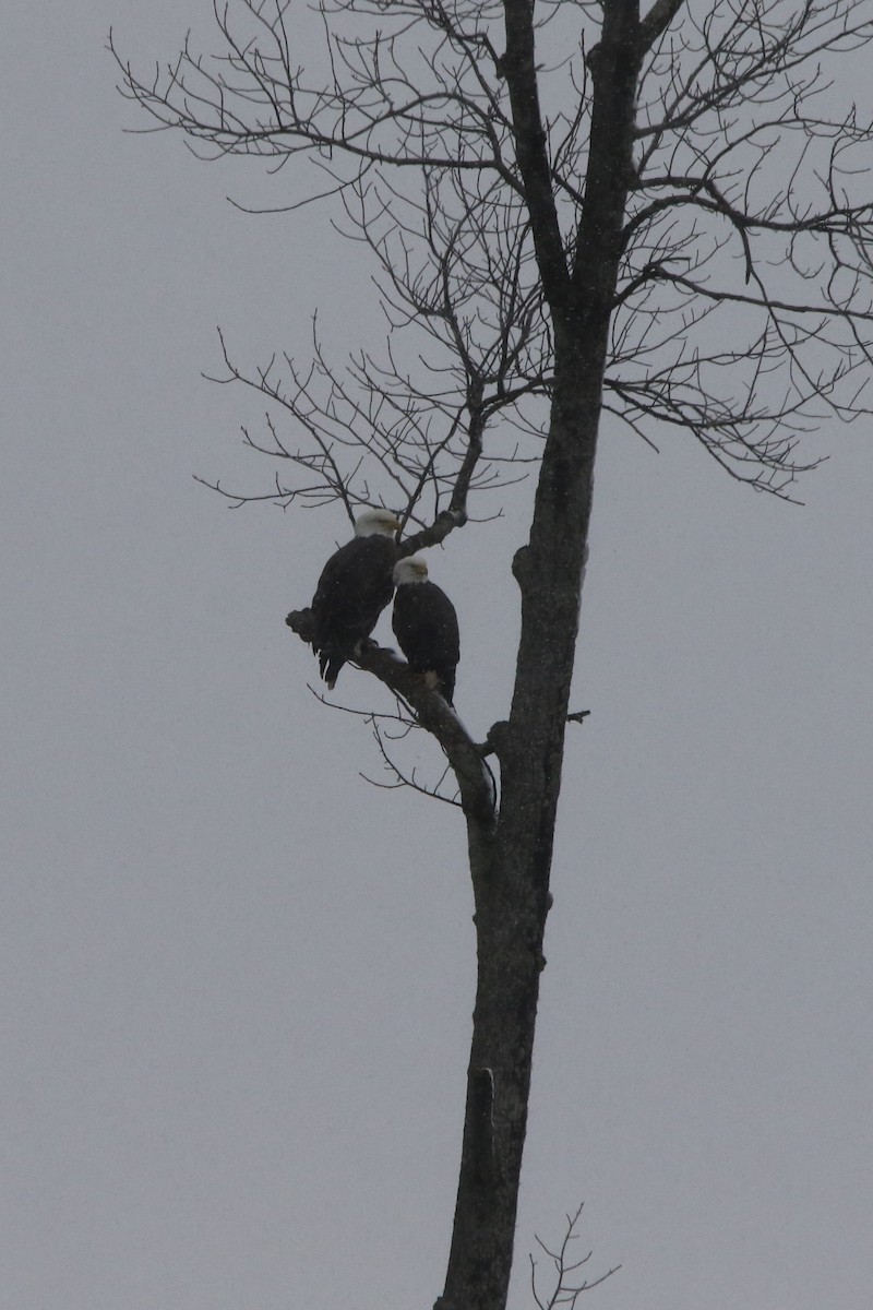 orel bělohlavý - ML646463282