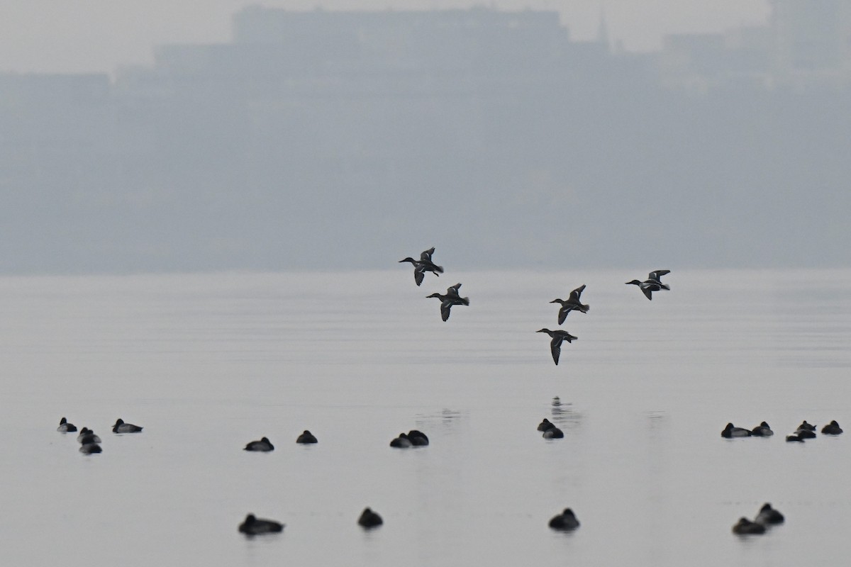 Northern Shoveler - ML646463283