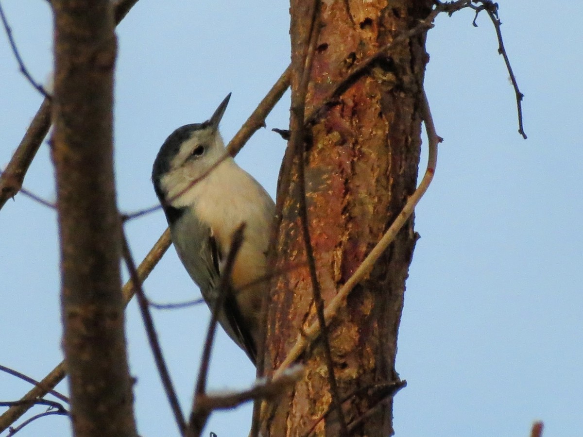 White-breasted Nuthatch - ML646463284
