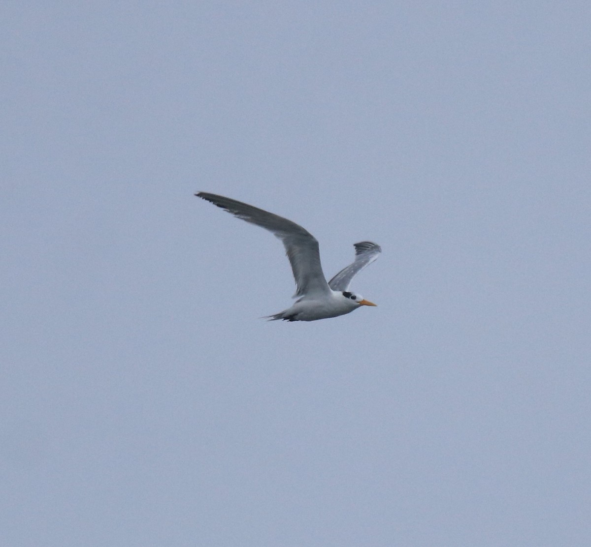 Lesser Crested Tern - ML646463285